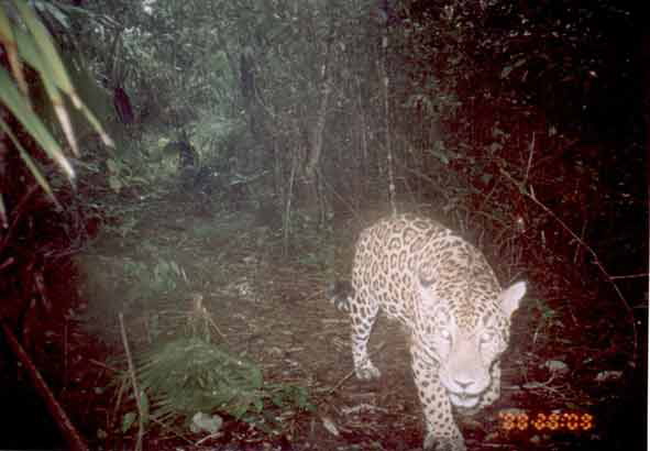 jaguar.jpg
